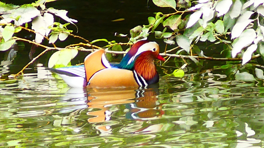 P2340044：オシドリ（オス）