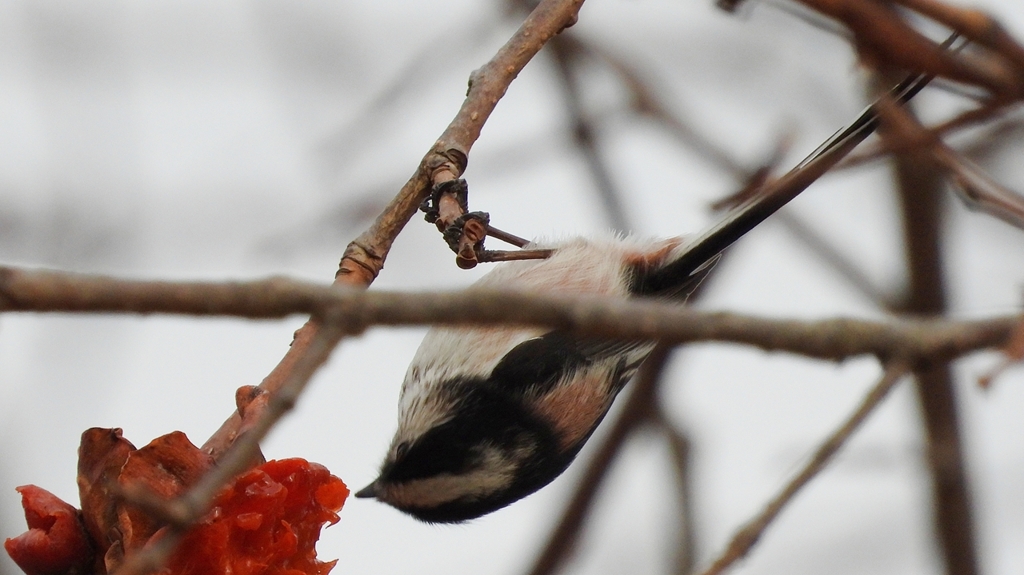 DSCN8546：エナガ