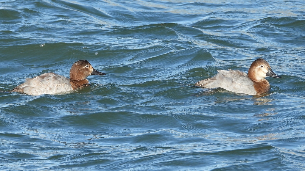 DSCN1034：ホシハジロ（メス）