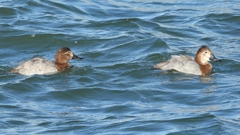 DSCN1034：ホシハジロ（メス）