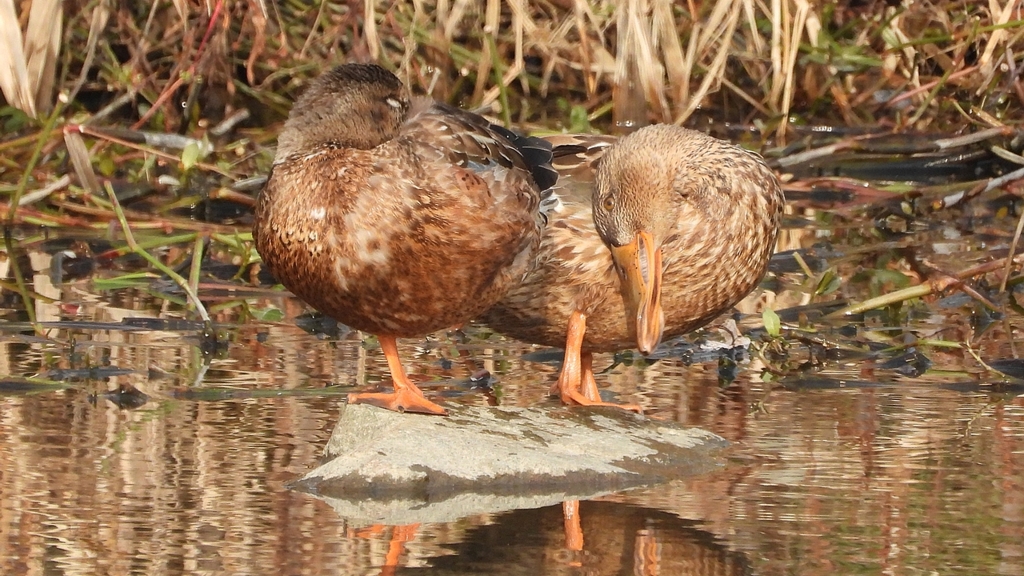 DSCN7413：ハシビロガモ（メス）
