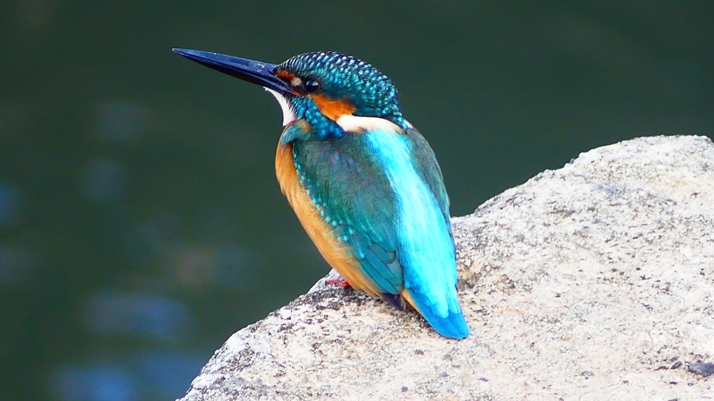 P2410081：カワセミ（オス）