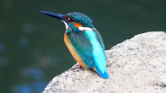 P2410081：カワセミ（オス）