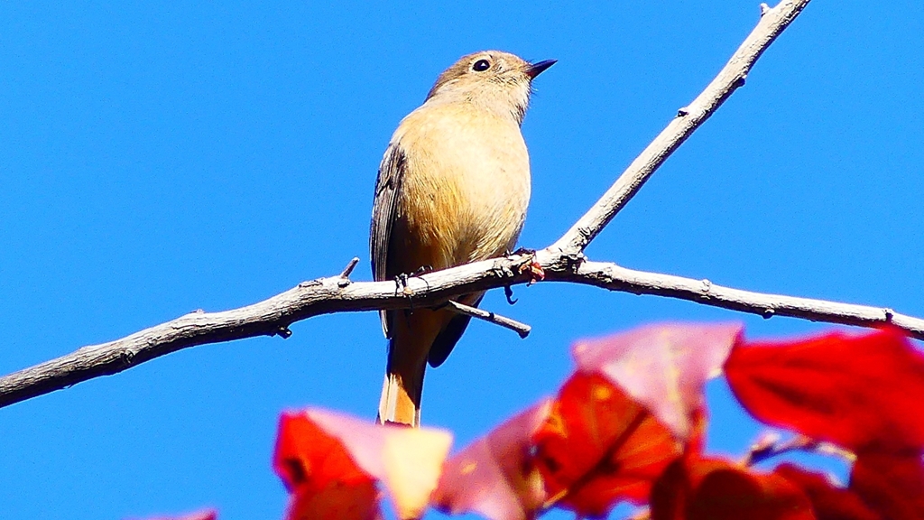 P2400468：ジョウビタキ（メス）