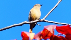 P2400468：ジョウビタキ（メス）