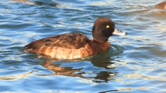 DSCN6503：キンクロハジロ（メス）