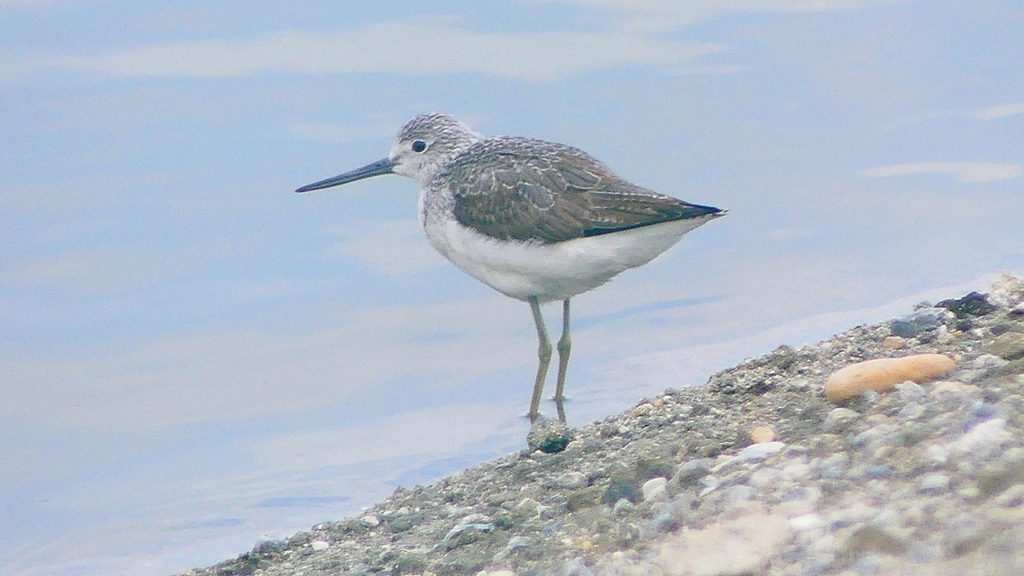 P2400841：アオアシシギ