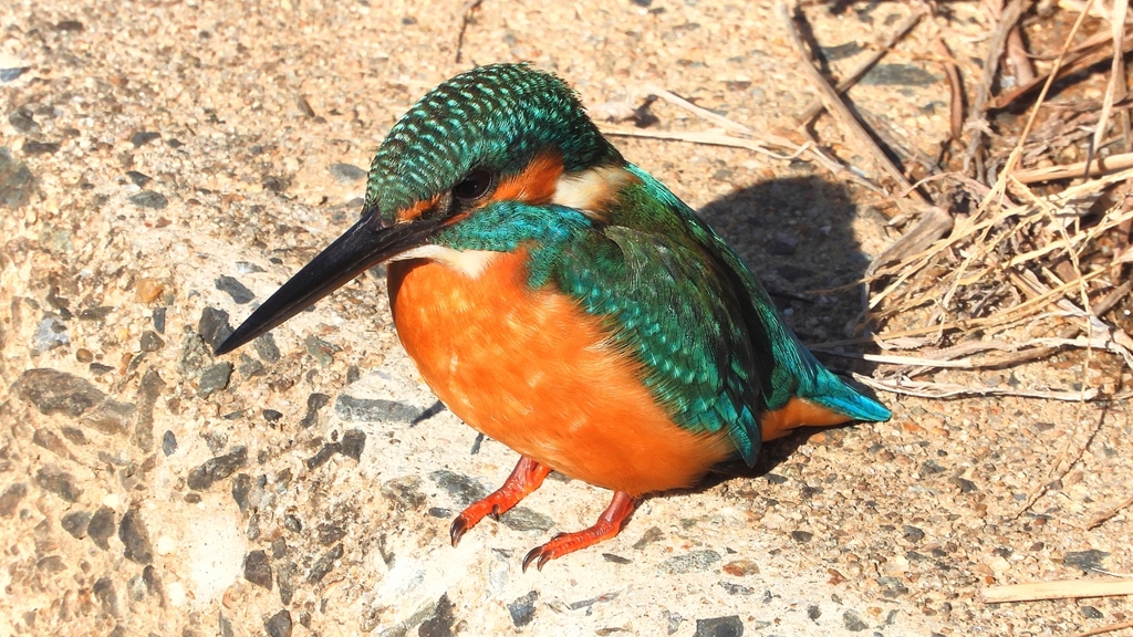 DSCN5911：カワセミ（オス）