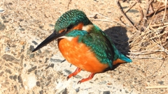 DSCN5911：カワセミ（オス）