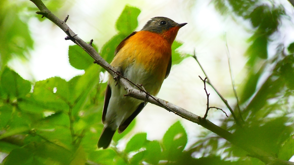 P2320328：ムギマキ（オス若鳥）