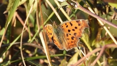 DSCN5540：キタテハ