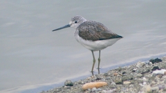 P2400877：アオアシシギ