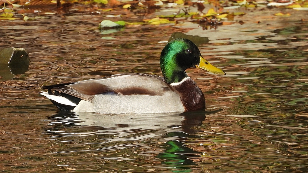 DSCN5091：マガモ（オス）