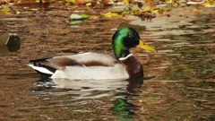 DSCN5091：マガモ（オス）