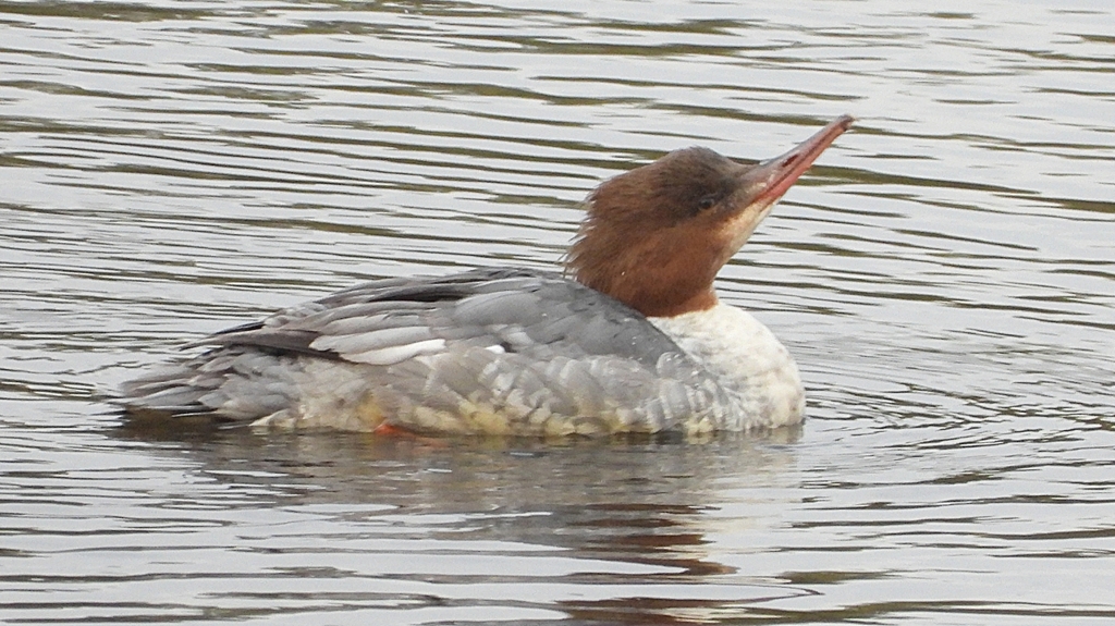 DSCN3499：カワアイサ（メス）