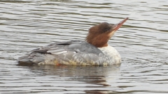 DSCN3499：カワアイサ（メス）