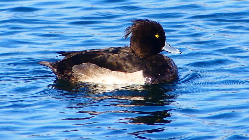 P2380402：キンクロハジロ（オス）