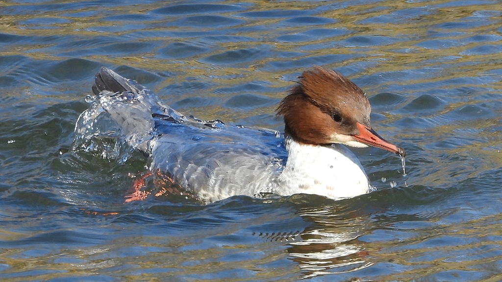 DSCN1555：カワアイサ（メス）