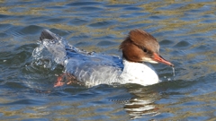 DSCN1555：カワアイサ（メス）