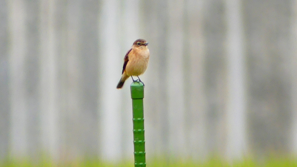 P2260789：ノビタキ