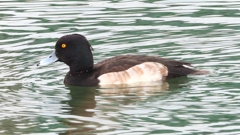 DSCN7132：キンクロハジロ（オス）