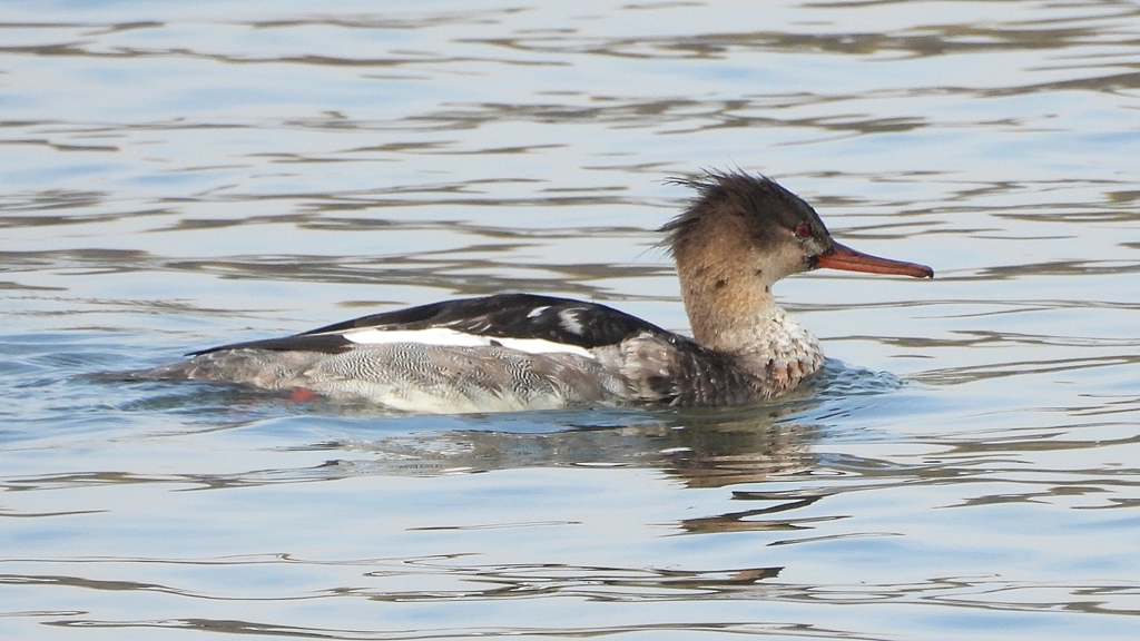 DSCN4454：ウミアイサ（オス）