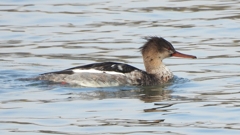 DSCN4454：ウミアイサ（オス）