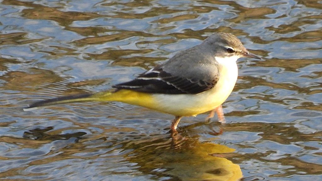 DSCN3578：キセキレイ