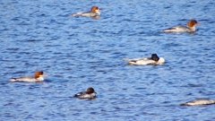 P2390073カワアイサ他