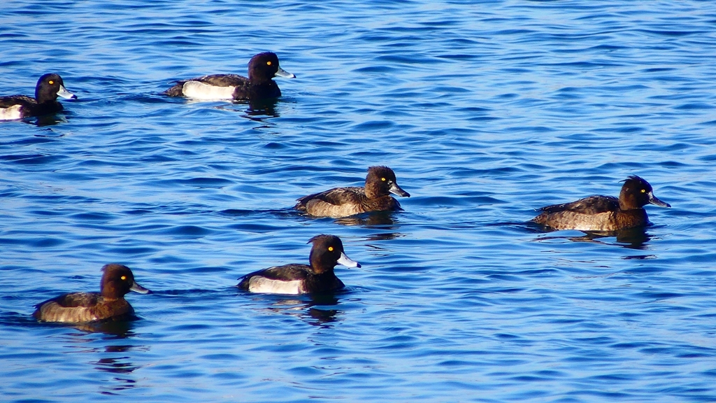 P2380271：キンクロハジロ