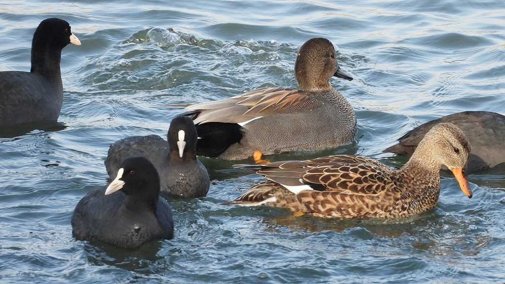 DSCN3852：オカヨシガモ、オオバン
