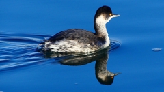 P2370169：ハジロカイツブリ