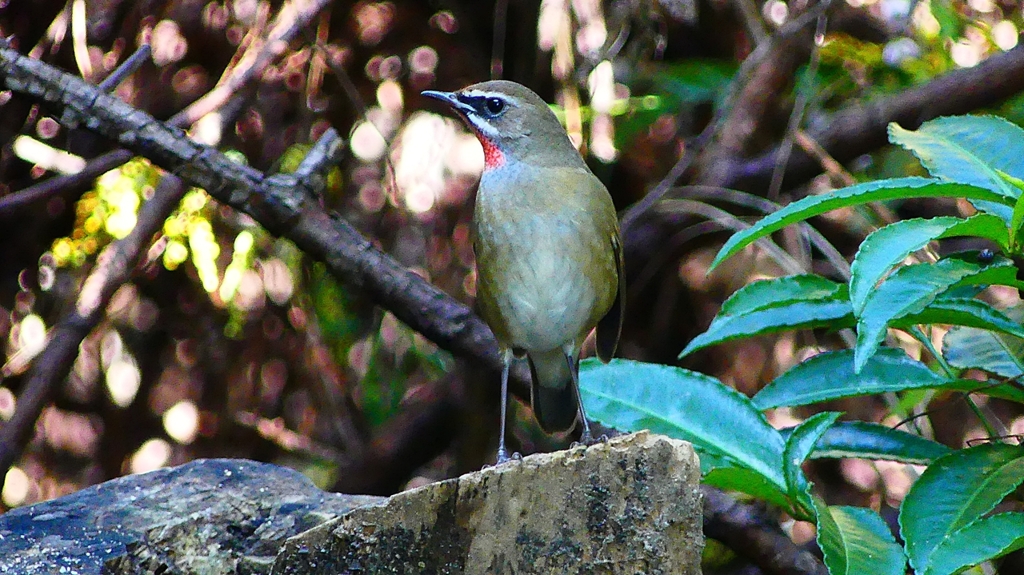 P2310214：ノゴマ（オス