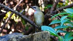 P2310214：ノゴマ（オス