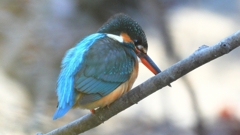 DSCN7974：カワセミ（メス）