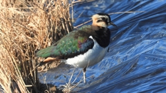 DSCN6658：タゲリ