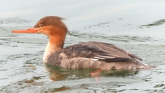 DSCN7202：ウミアイサ