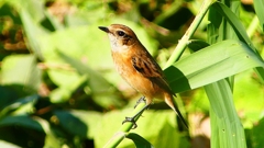 P2300375：ノビタキ