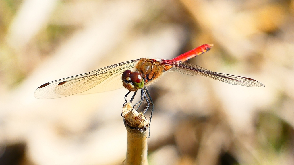 P2330563：アキアカネ（オス）