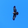 P2250278：ハチクマ