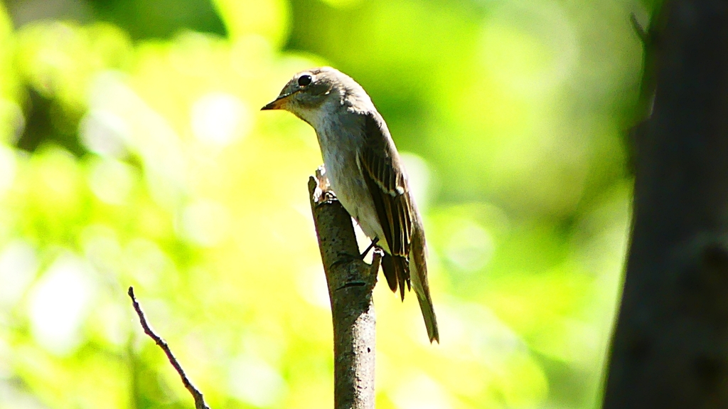 P2300052：コサメビタキ