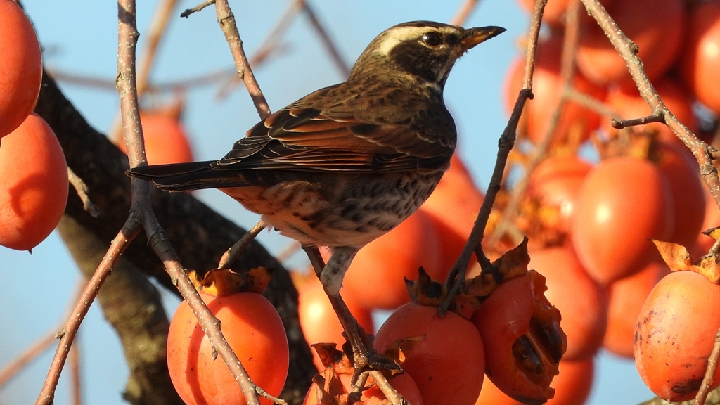 DSCN5961：ツグミ