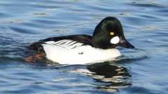 DSCN2620：ホオジロガモ（オス）