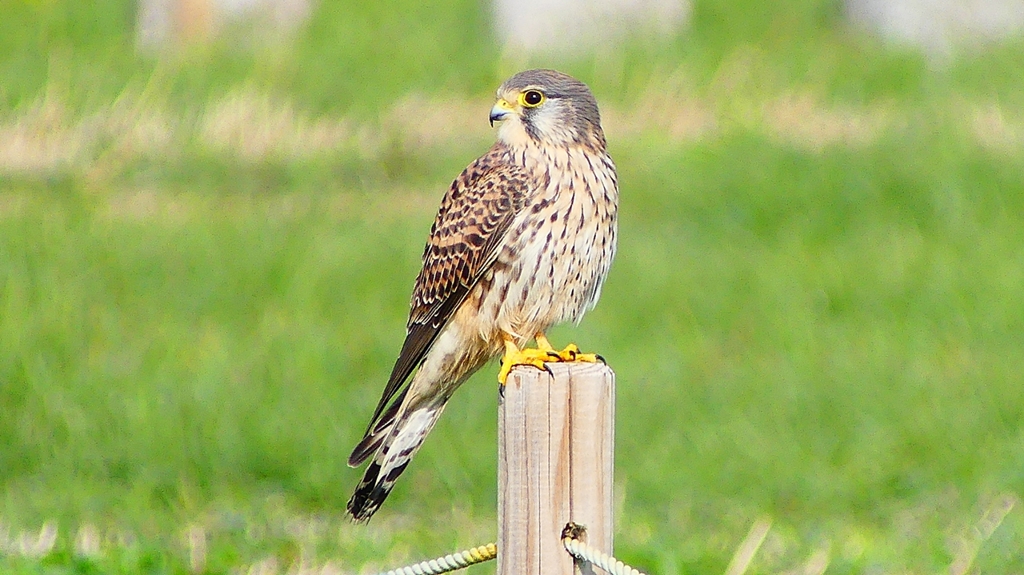 P2340376：チョウゲンボウ