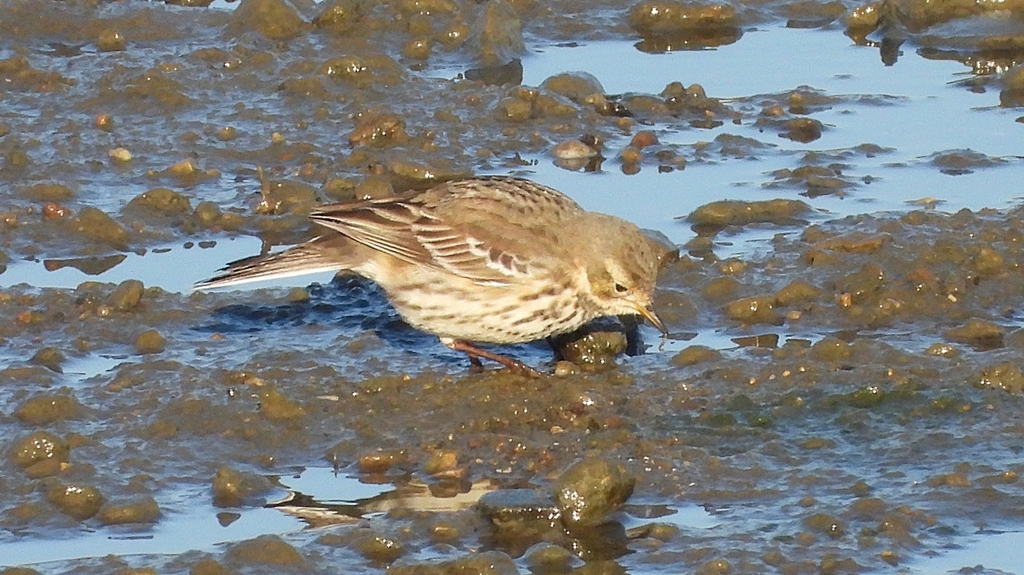 DSCN6440：タヒバリ