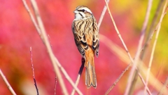 P2390341：ホオジロ（メス）