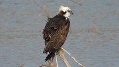 DSCN7374：ミサゴ