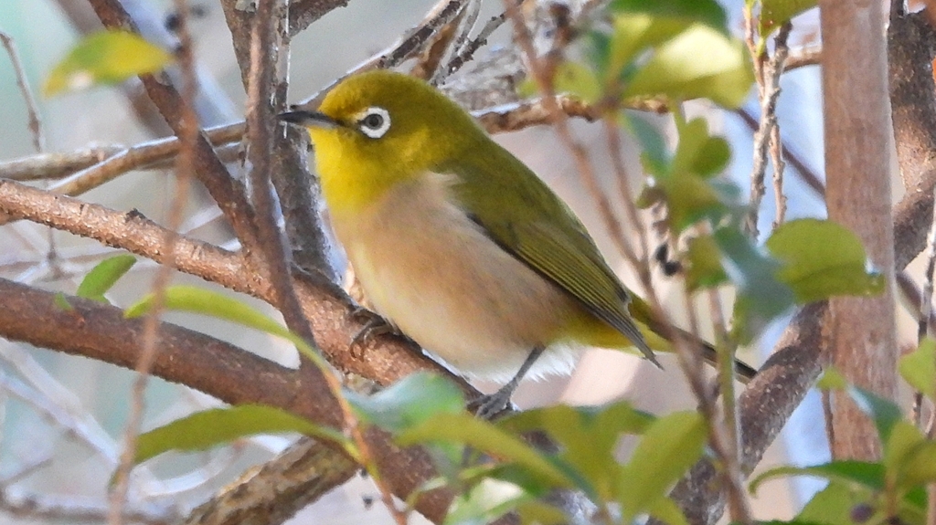 DSCN8312：メジロ