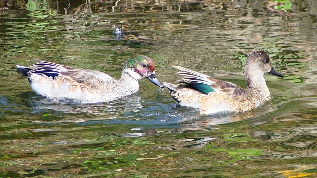 P2350254：ヨシガモ