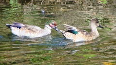 P2350254：ヨシガモ